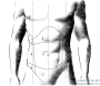 Regiones Abdominales * Regiones abdominales
1 - Regio epigastrica,
2 - Regio hypochondriaca,
3 - Regio umbilicalis,
4 - Regio lateralis,
5 - Regio pubica,
6 - Regio inguinalis.

The regions of the stomach (Regiones abdominales) can be described with virtual lines: a vertical line through the middle of the Clavicula (medioclavicular line), a horizontal line halfway between the upper Sternum and the upper genital region (the horizontal layer is called Planum transpyloricum), and a horizontal line between the humps of the pelvic bone (Tuberculum iliacum) on both sides (the horizontal layer is called Planum intertuberculare).
Regio epigastrica is located right under the Processus xiphoideus (at the bottom of Sternum) of the skeletal Thorax, marked by Planum transpyloricum at the bottom, and the medioclavicular lines on both sides. Regio hypochondriaca is located on both sides of Regio epigastrica, marked also by the Thorax, the medioclavicular line and Planum transpyloricum. Regio umbilicalis (the area around the belly) is marked by medioclavicular lines on both sides, by Planum transpyloricum at the top and Planum intertuberculare at the bottom. Regio lateralis is located on both sides of Regio umbilicalis, marked by Planum transpyloricum, Planum intertuberculare and medioclavicular lines on both sides. 
Regio pubica is located under the Regio umbilicalis, with a flowing transition into the lower located non-abdominal genital region (Regio urogenitalis). Regio inguinalis is located on both sides of Regio pubica. It is marked at the top by the Planum intertuberculare and the groin ligament (Ligamentum inguinale between the frontal upper spine of the pelvic bone= Spina iliaca anterior superior to the hump of the pubic bone= Tuberculum pubicum) at the bottom.